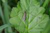 Nephrotoma flavescens